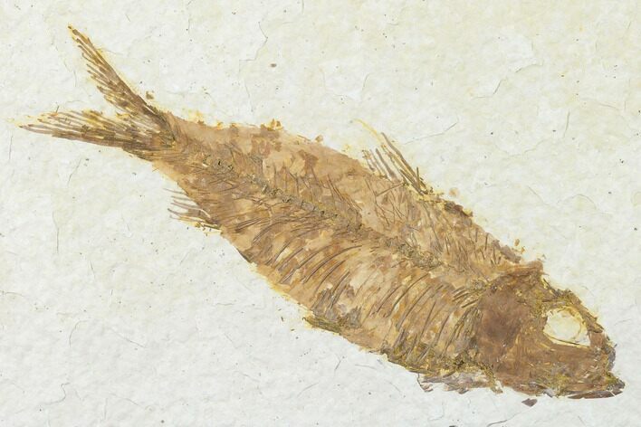 Fossil Fish (Knightia) - Wyoming #143459